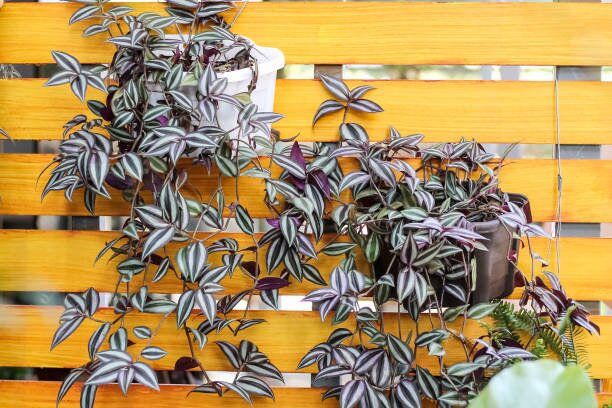 tradescantia zebrina water propagation roots