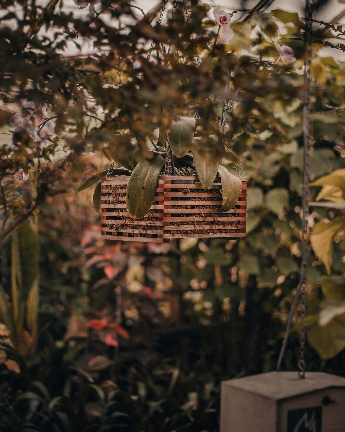 tradescantia zebrina dense planting hanging pot