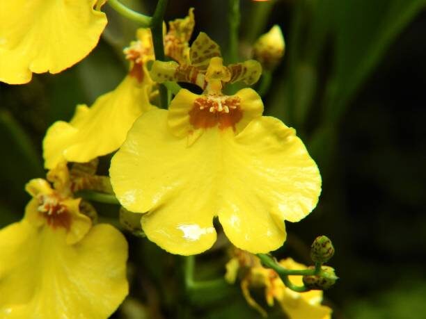 dancing lady orchid lux meter phone