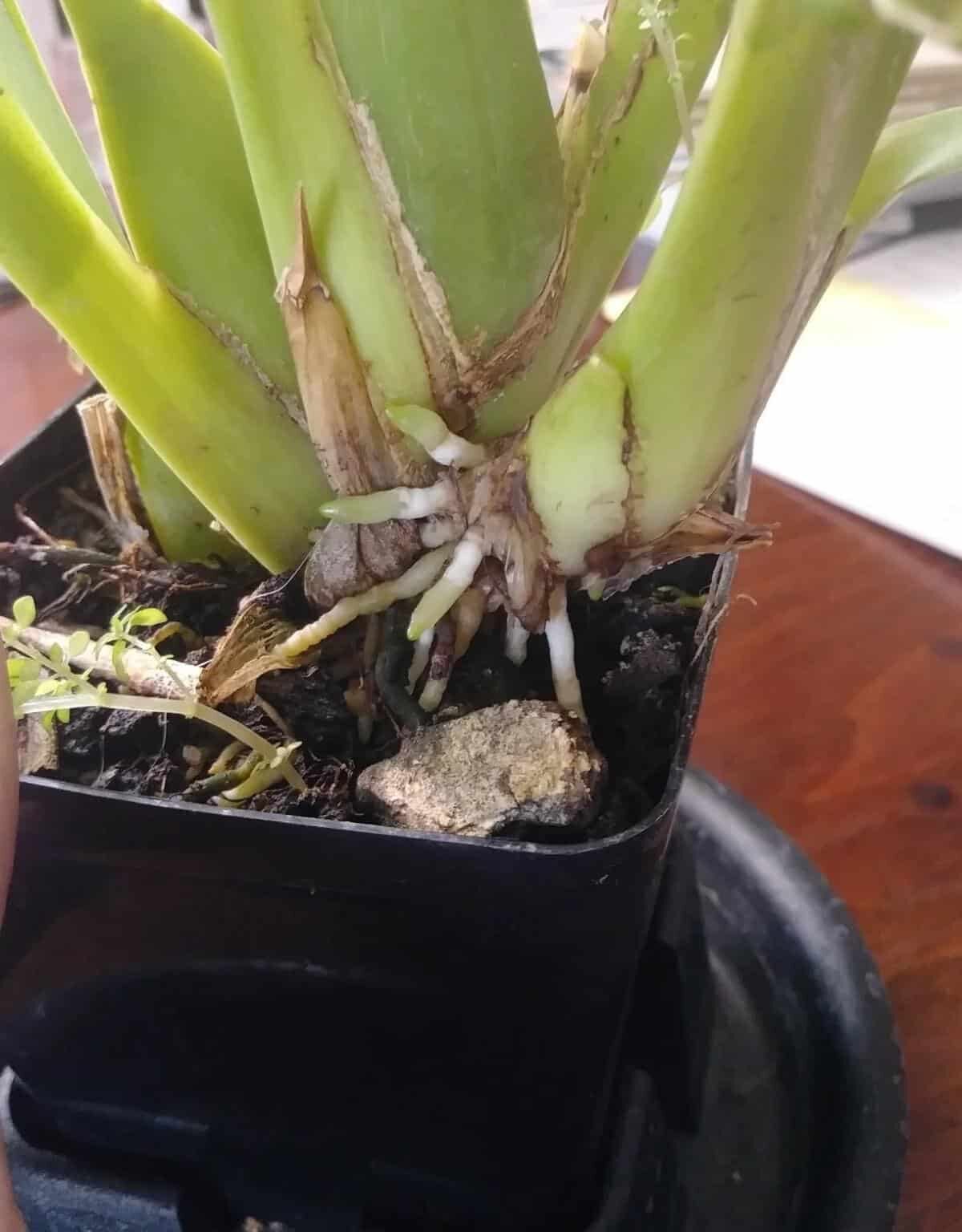 oncidium bark mix roots pot