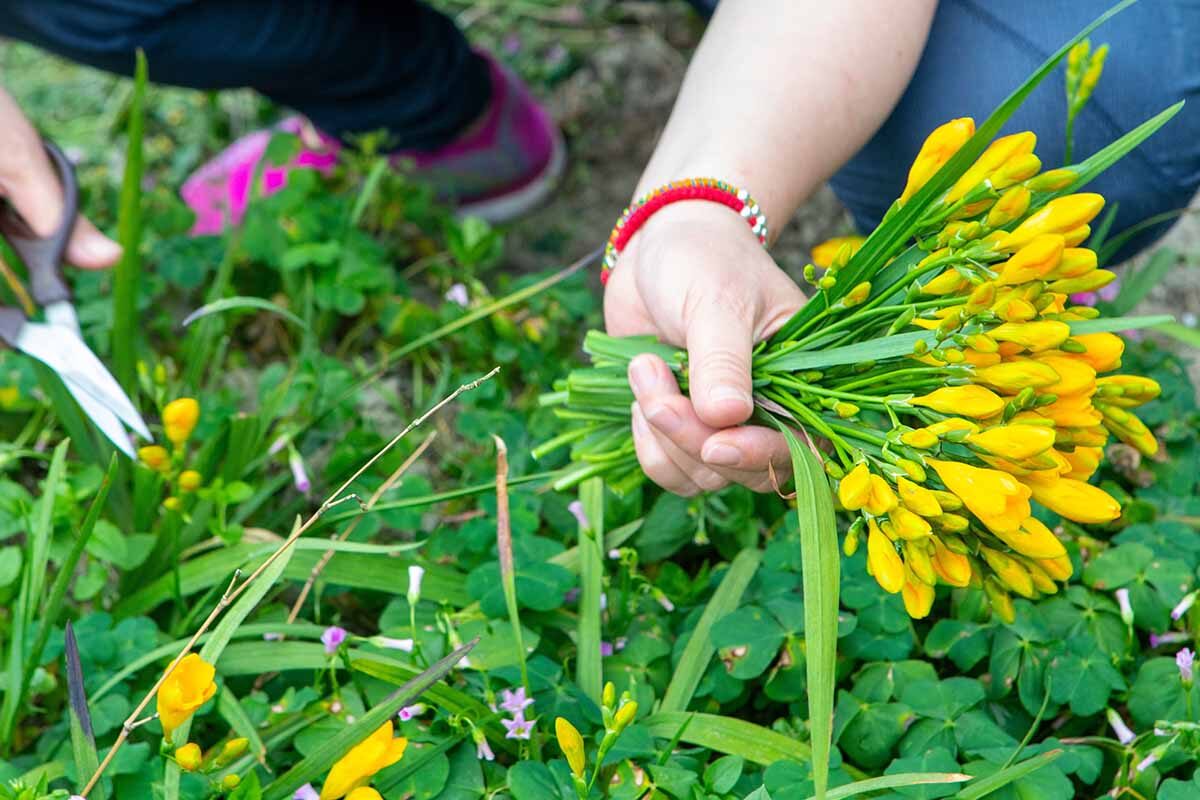 cutting freesia stems with scissors
