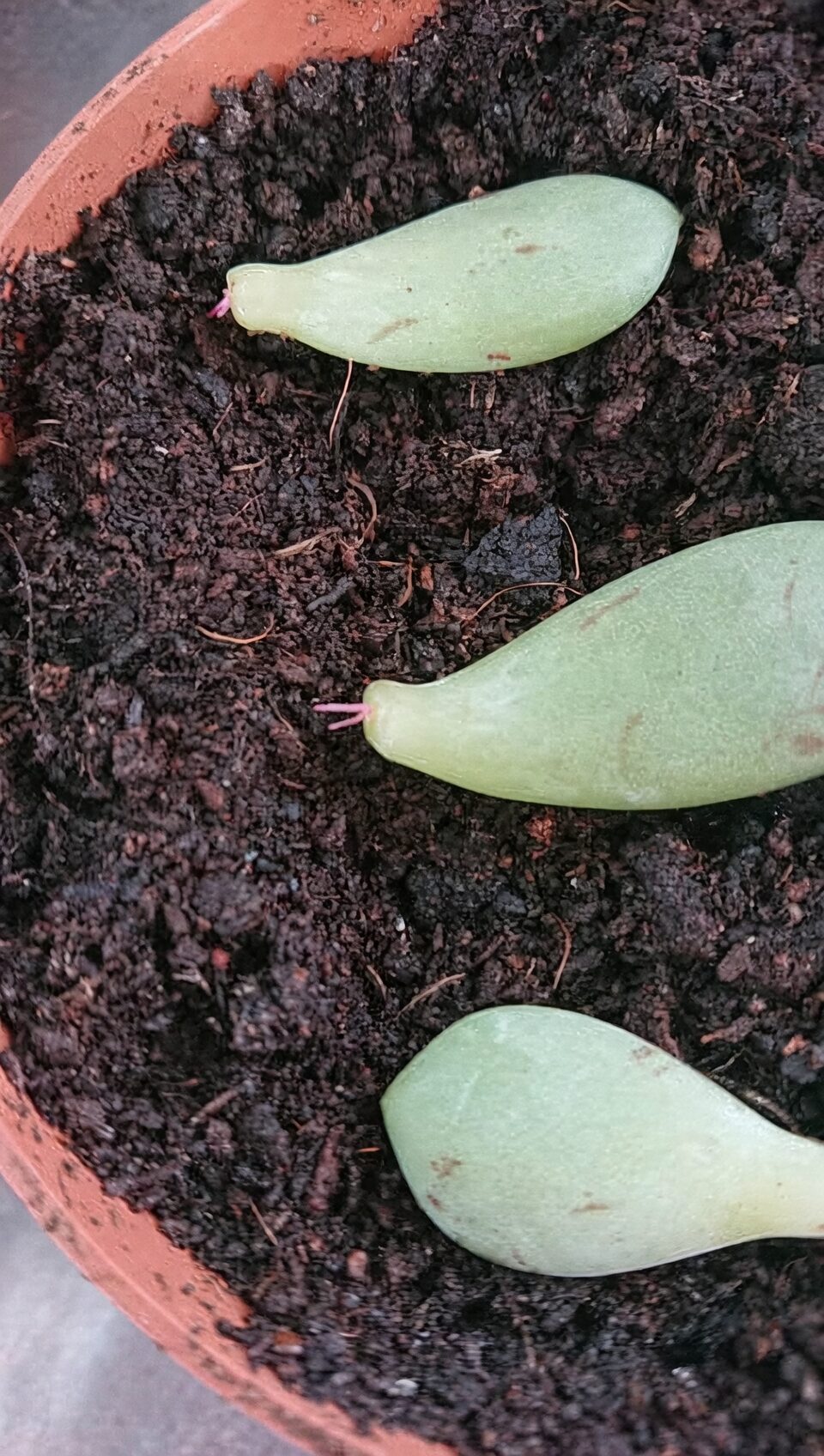 echeveria leaves half moon notches