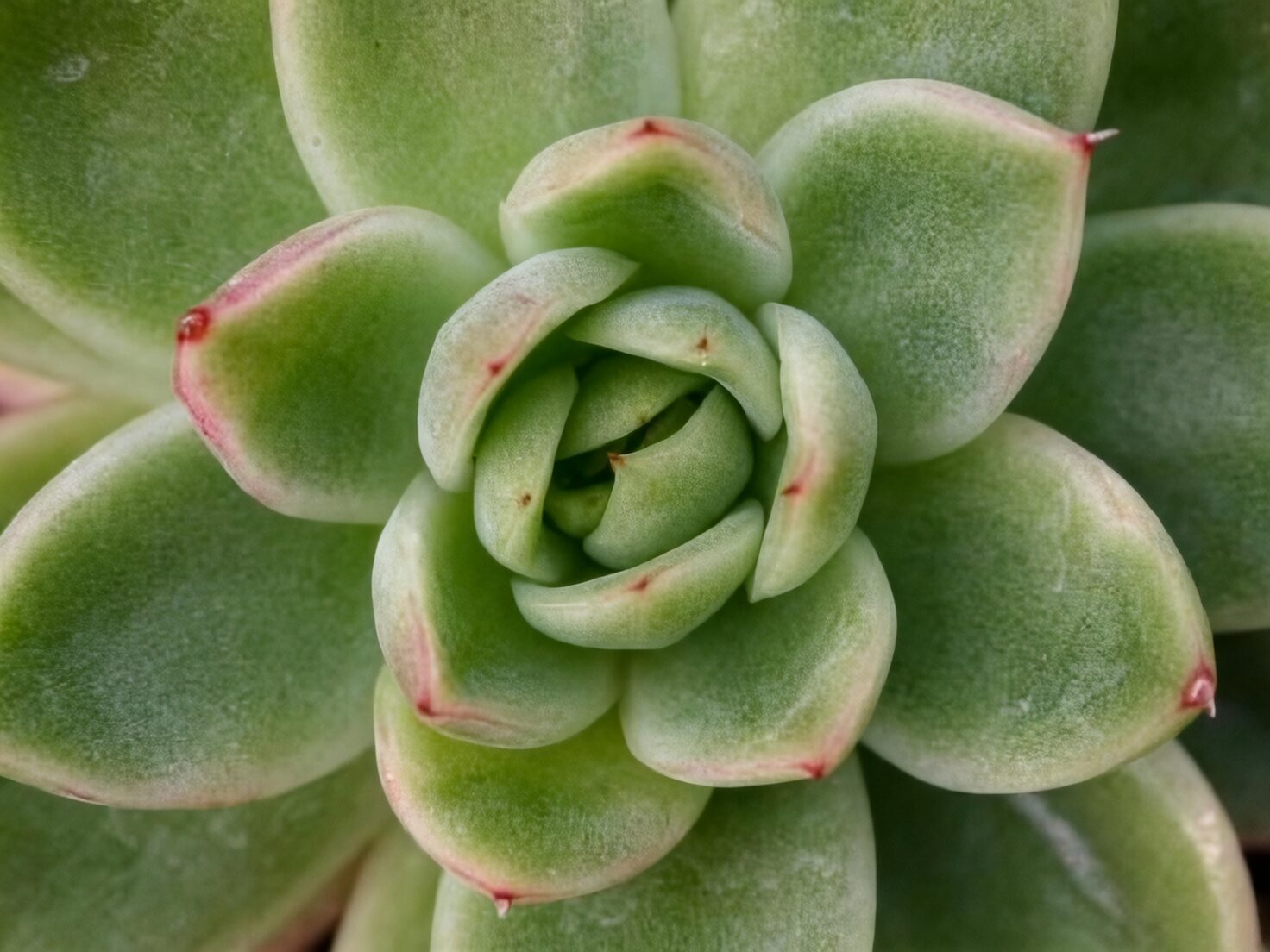 echeveria leaf spot close-up