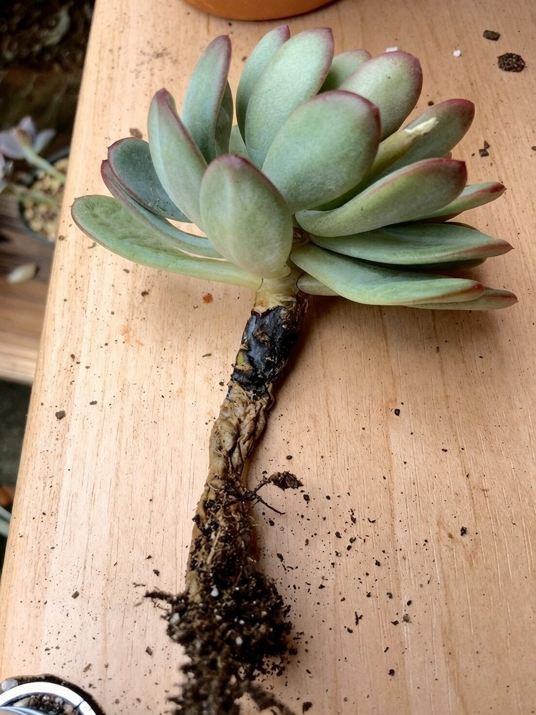 echeveria root rot repotting