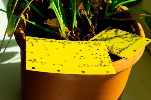 echeveria thrips damage blue sticky trap
