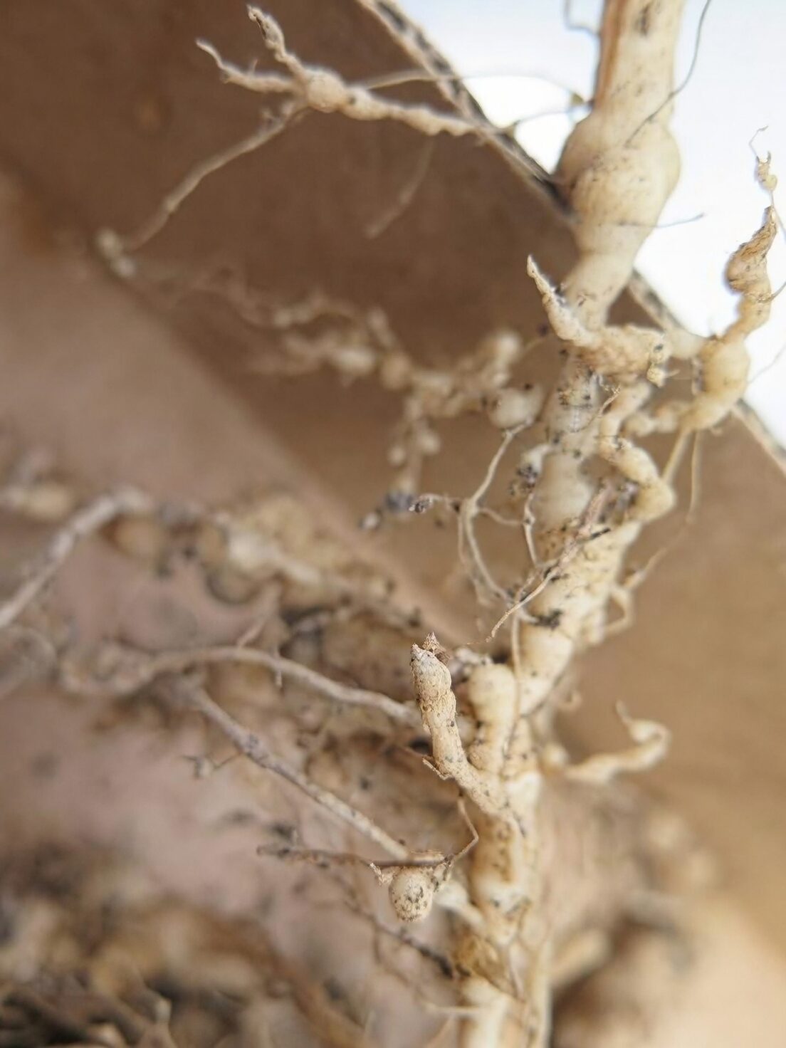 echeveria roots nematode galls close-up