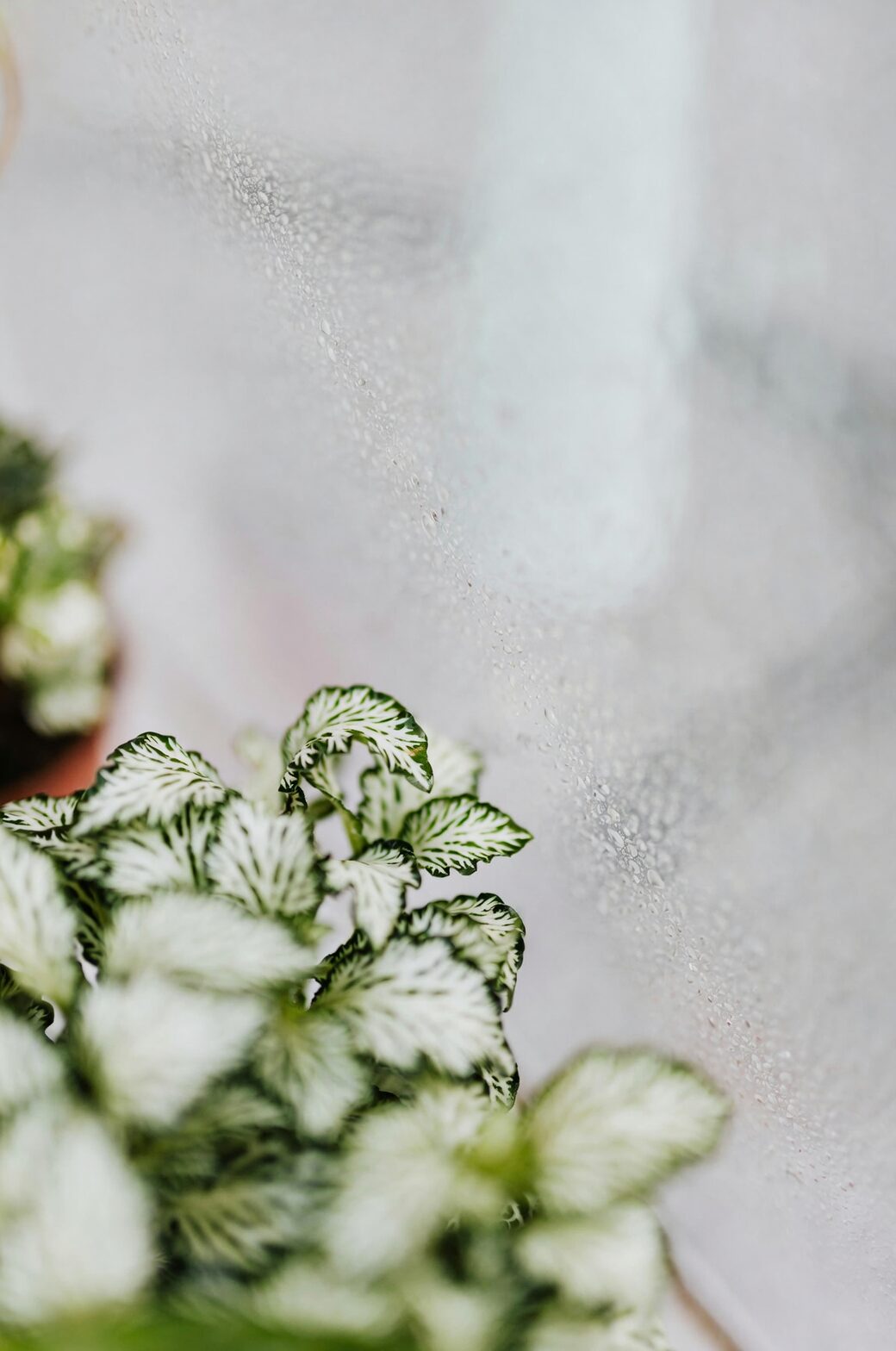 fittonia watering draining saucer