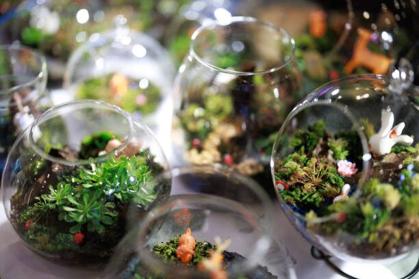 fittonia glass terrarium close-up