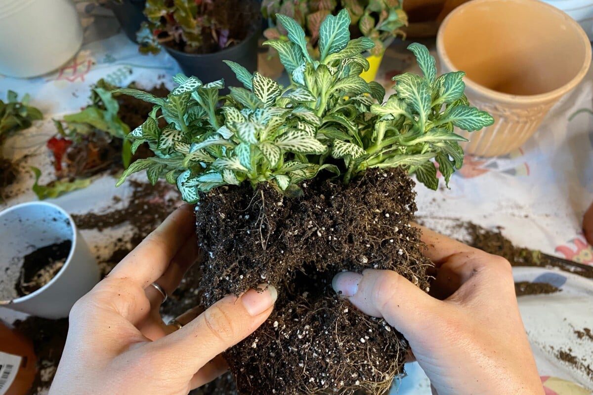 fittonia root rot repotting