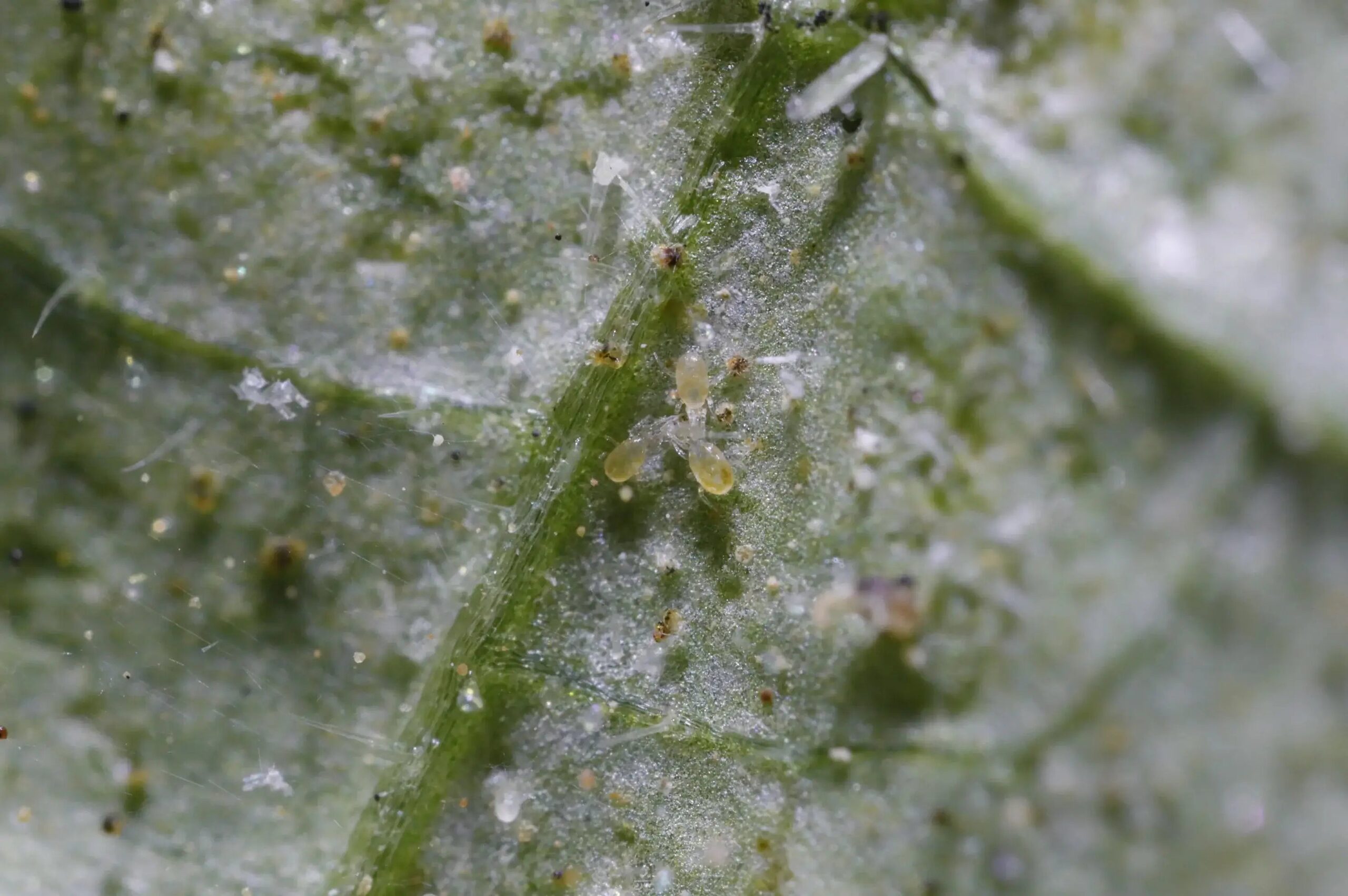 fittonia spider mite close up