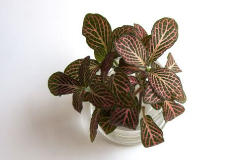fittonia water propagation jar