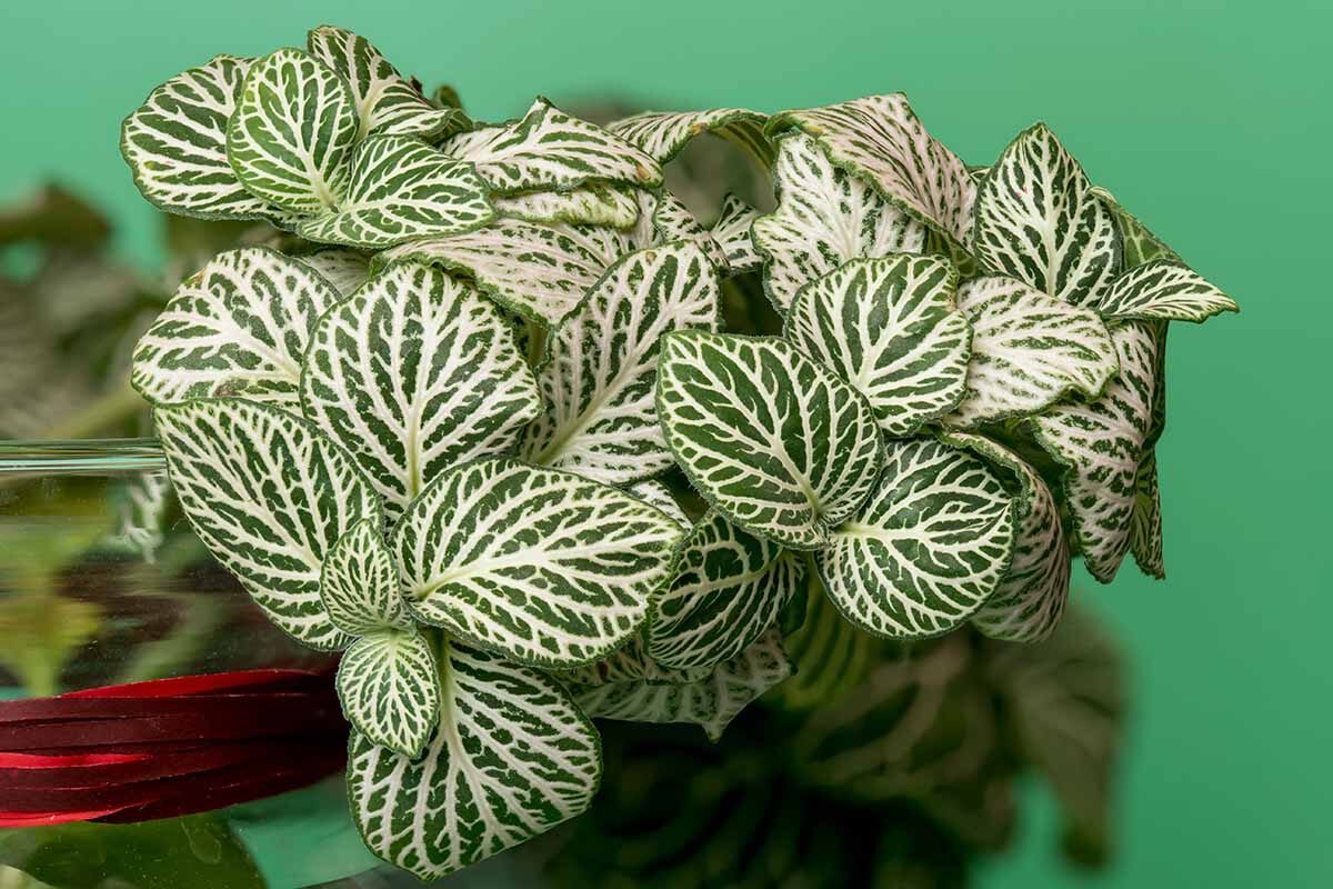 fittonia red and white veins close-up