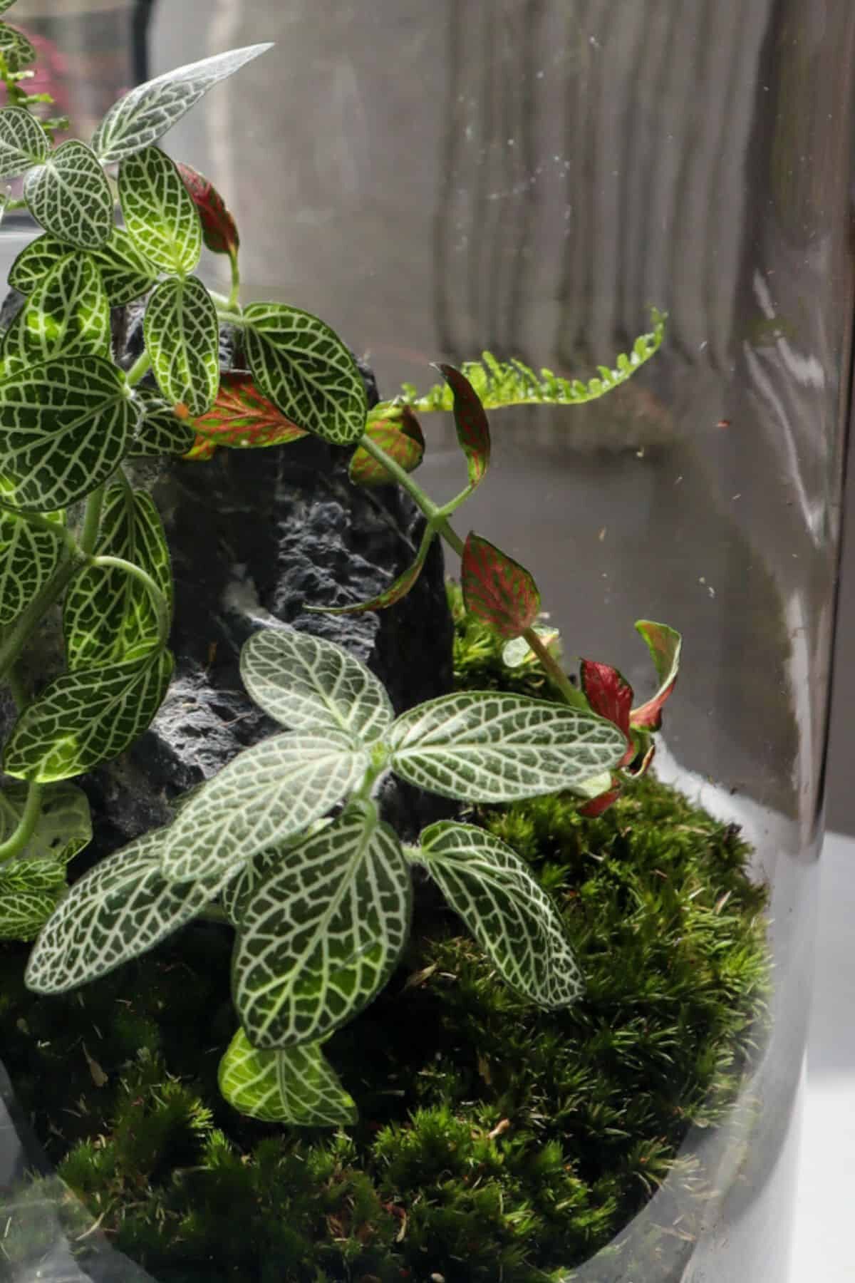 fittonia terrarium high humidity