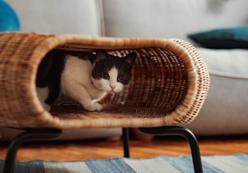 养猫狗也能放心？网纹草的低毒性与安全摆放指南