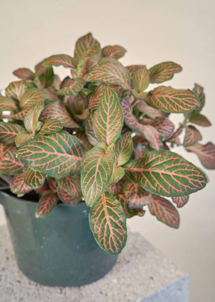 fittonia leaf veins close-up