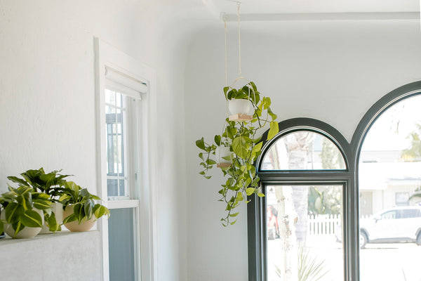 fittonia hanging planter window