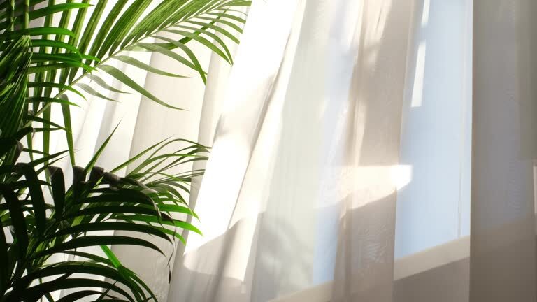 fittonia east window indirect light