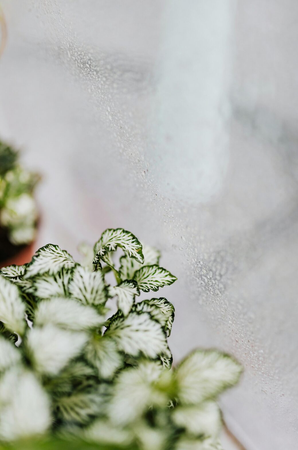 fittonia water propagation glass jar