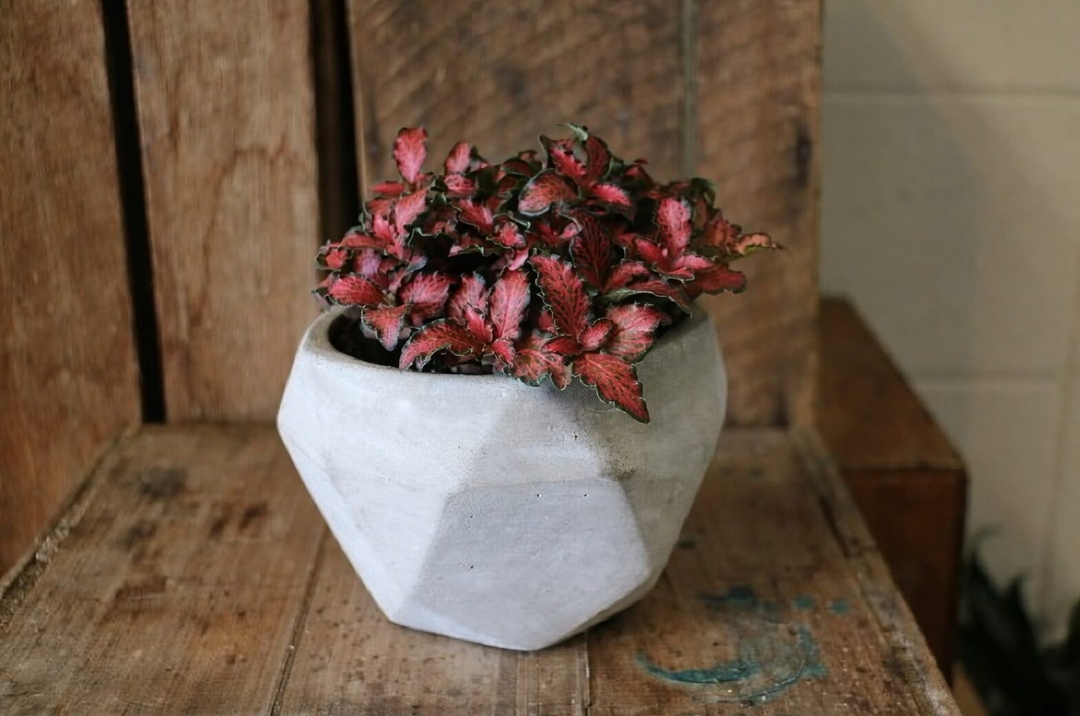 fittonia trailing on shelf
