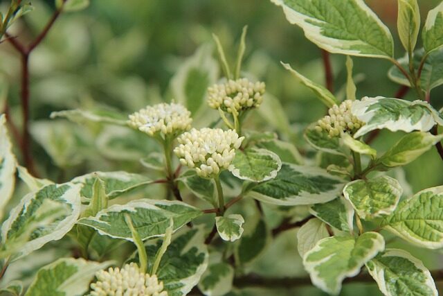 variegated asiatic jasmine leaf close-up