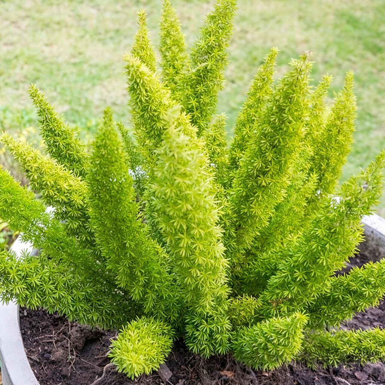 variegated asiatic jasmine with foxtail fern planter