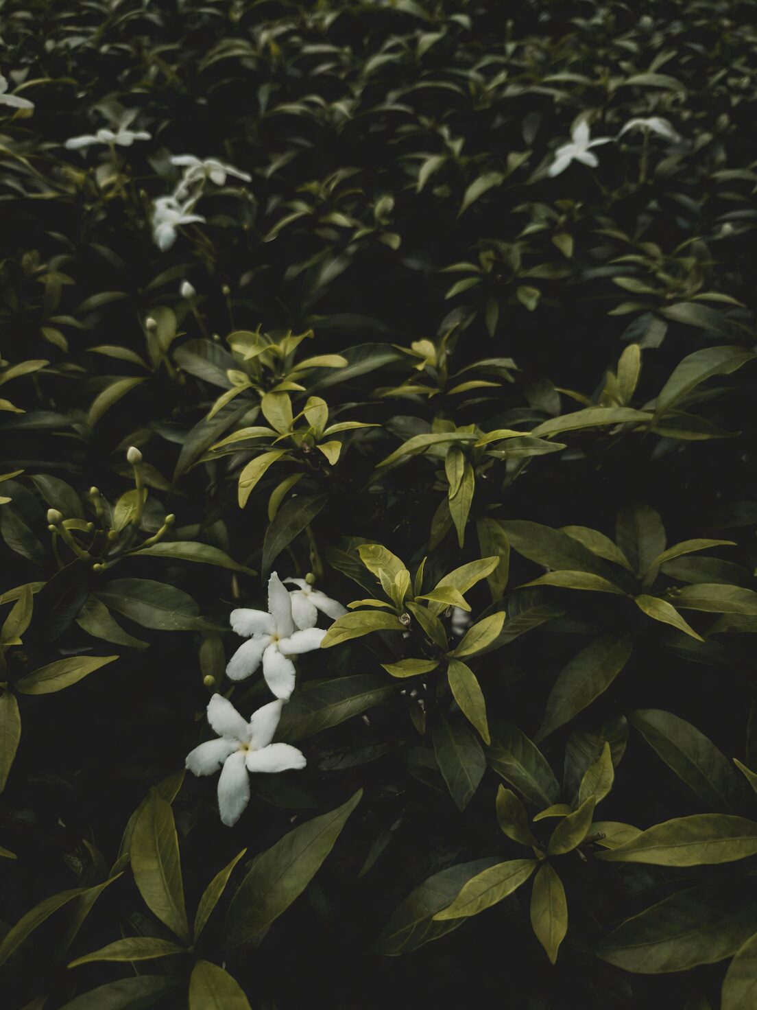variegated asiatic jasmine with nandina liriope