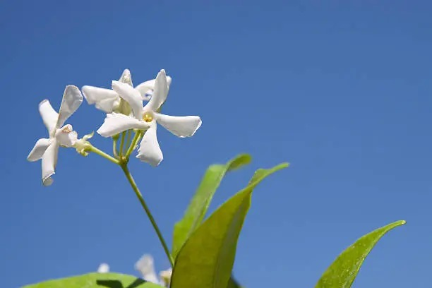 耐阴不等于耐暗！花叶络石5个养护误区大揭秘