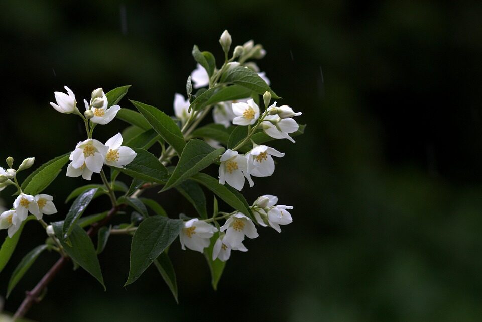 variegated asiatic jasmine watering soil check