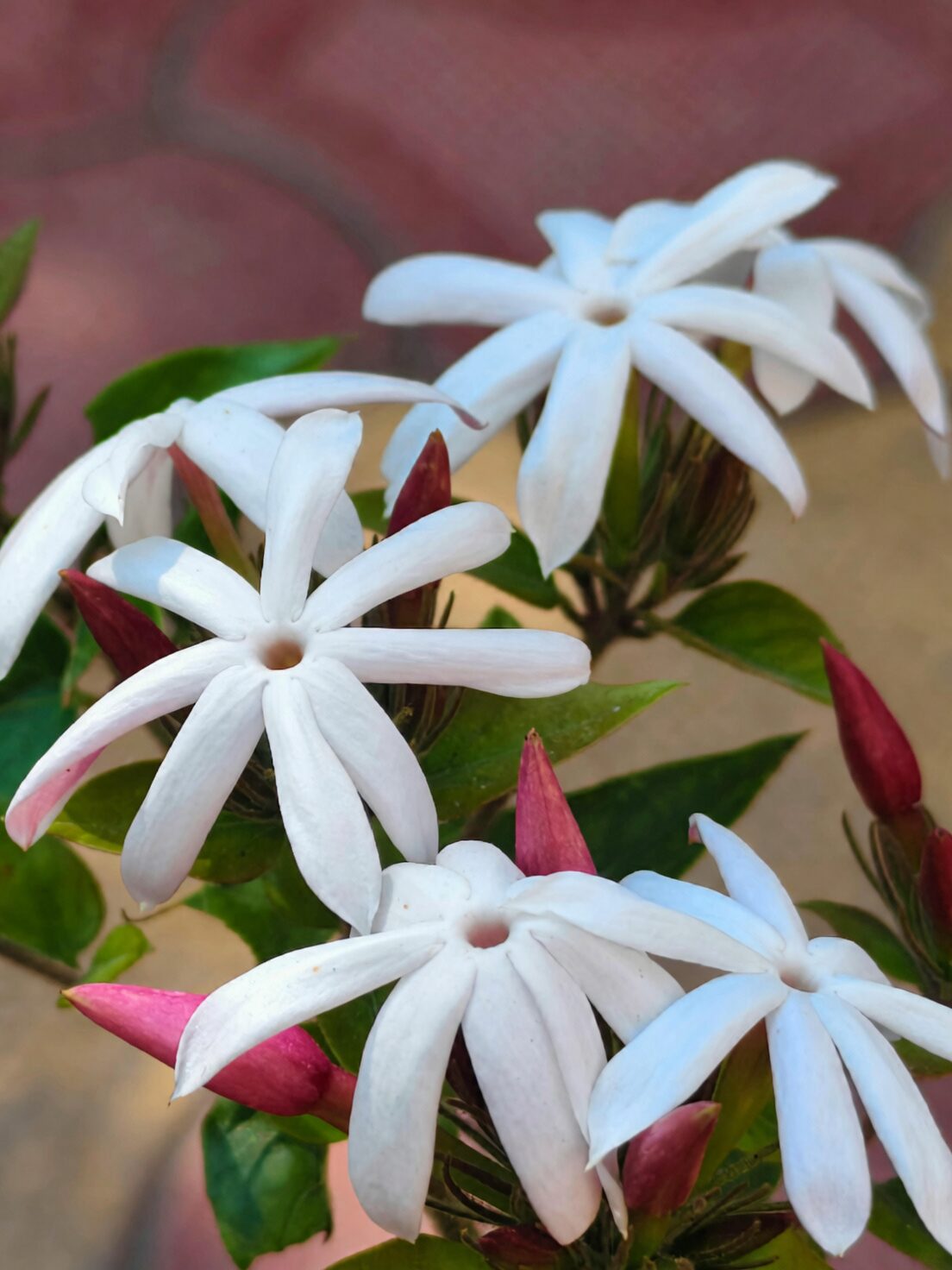 variegated asiatic jasmine winter indoor bright