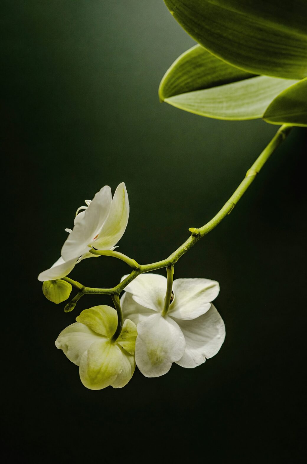 variegated asiatic jasmine pruning revert branch