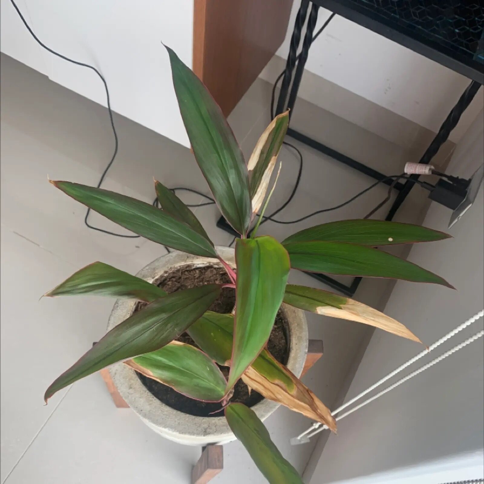 cordyline fruticosa brown leaf spots
