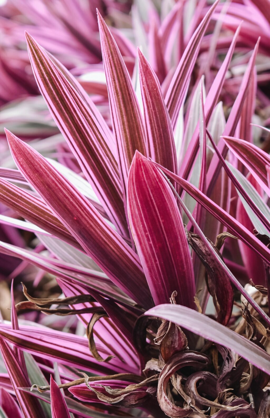 cordyline fruticosa scale insects leaf
