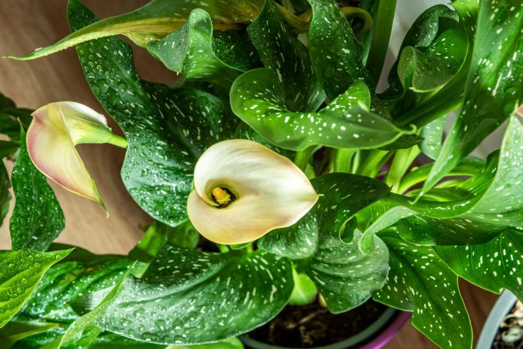 红蜘蛛、蚜虫、块茎腐烂怎么办？马蹄莲急救与“免疫力”提升手册