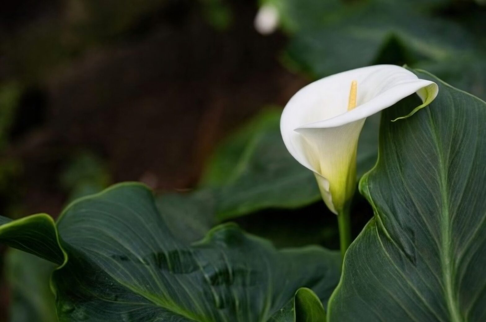 calla lily tuber rot removal