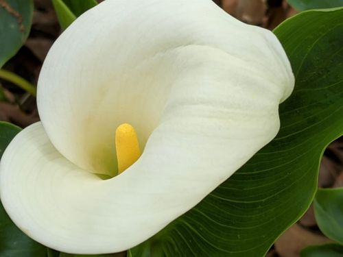 white calla lily spadix close-up