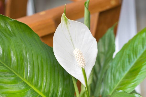 calla lily spadix close up