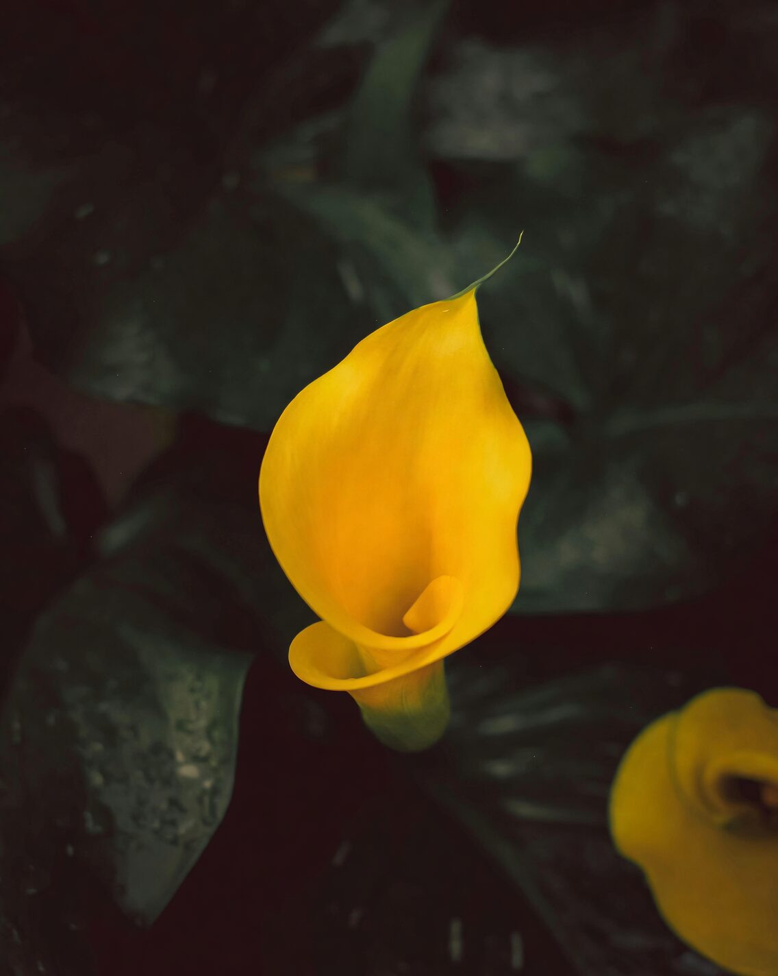 calla lily morning sun garden