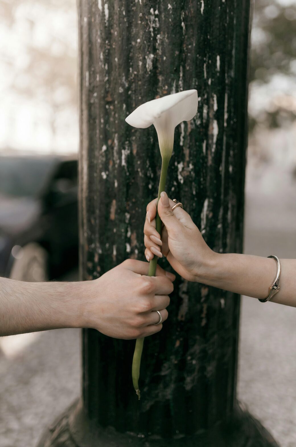 calla lily bunches flower market