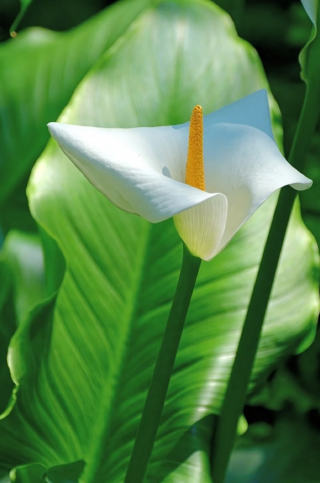 calla lily stem angled cut hands
