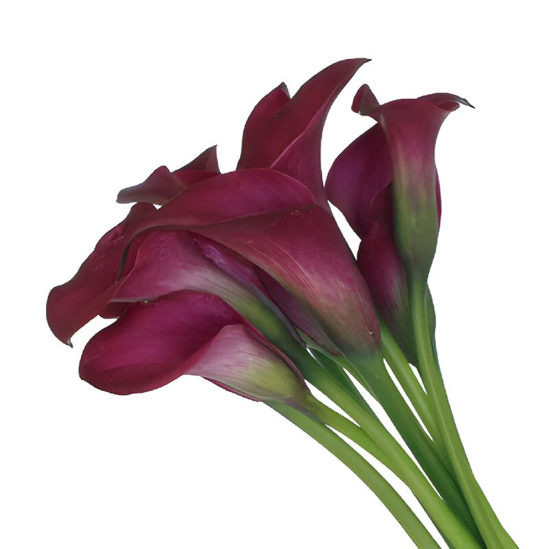 colored calla lily bouquet close-up
