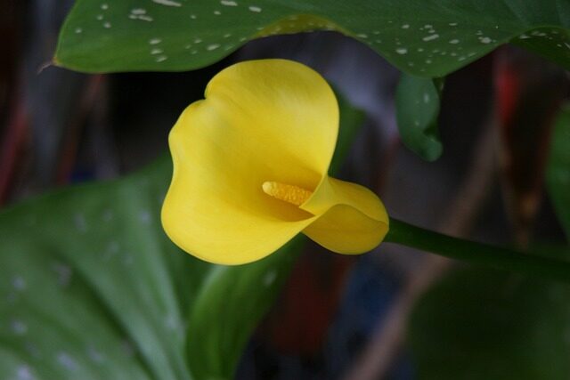 cat sniffing calla lily plant