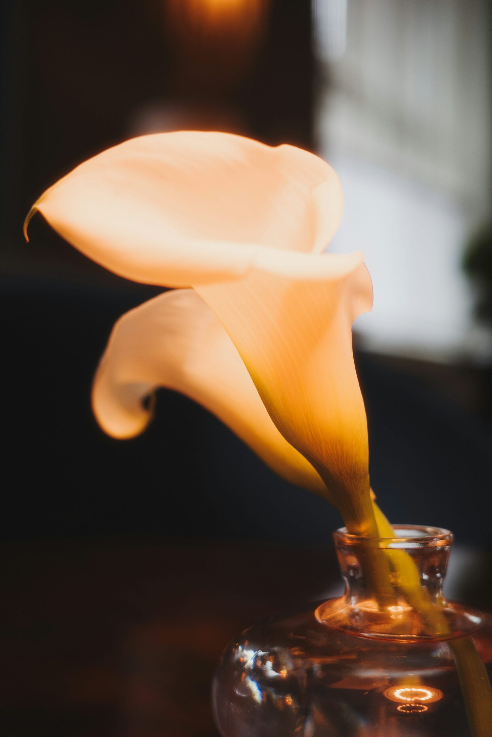 calla lily in glass display cabinet