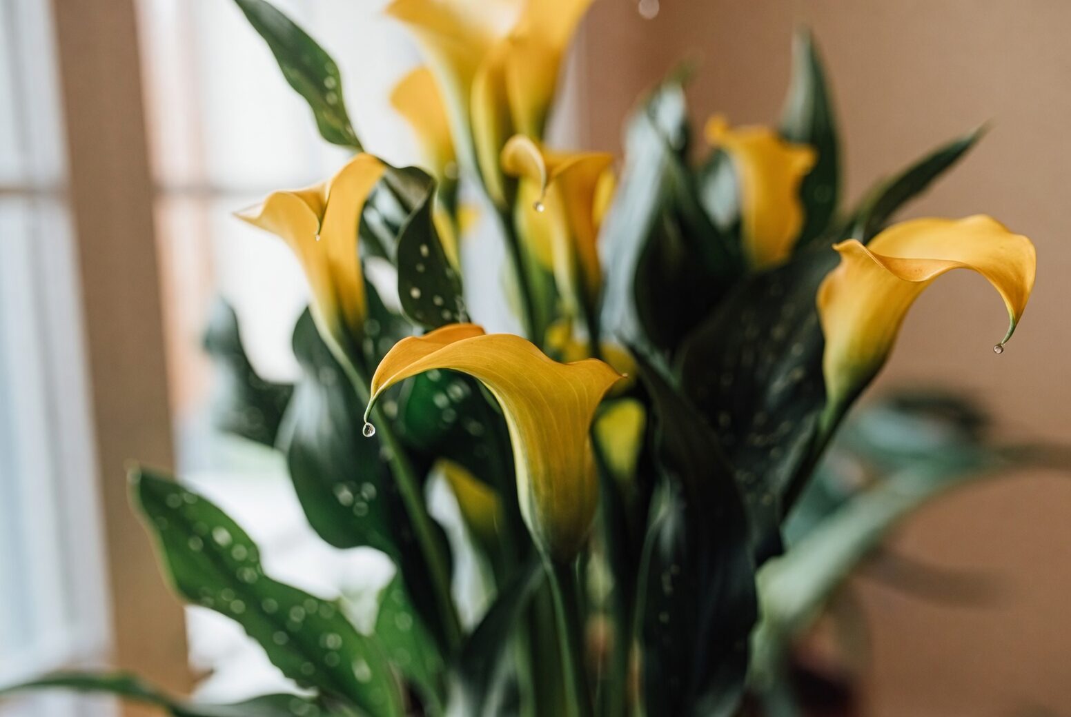 calla lily pruning with gloves