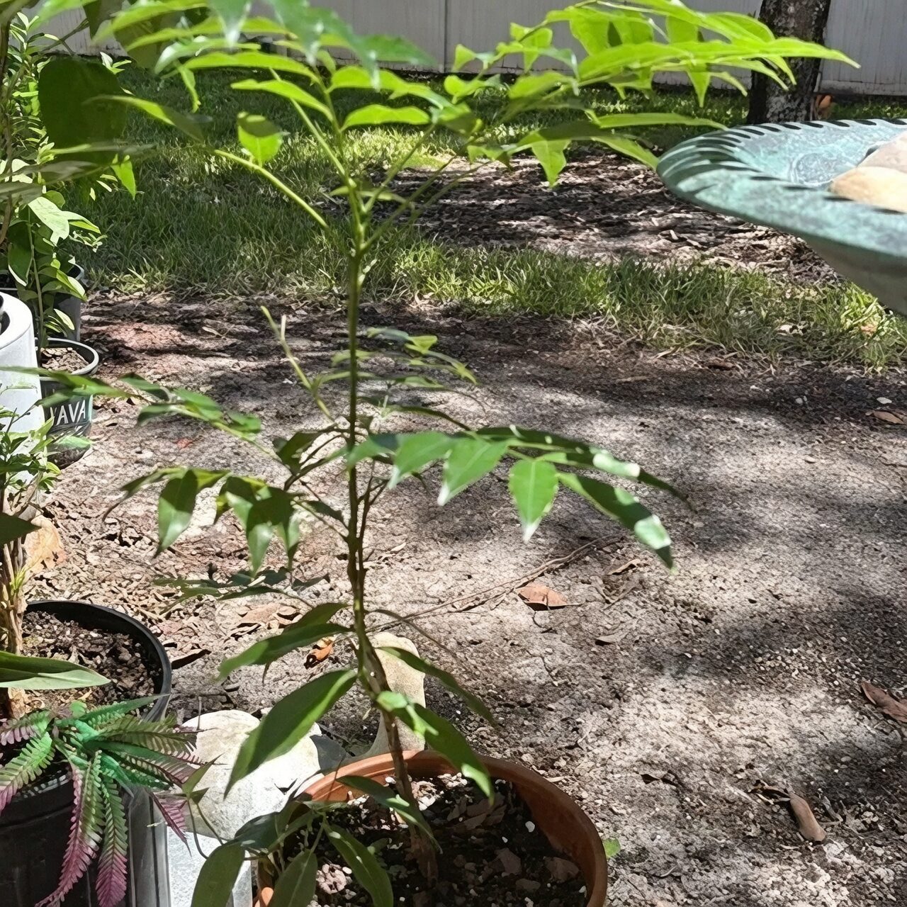 lucky bean plant spider mites