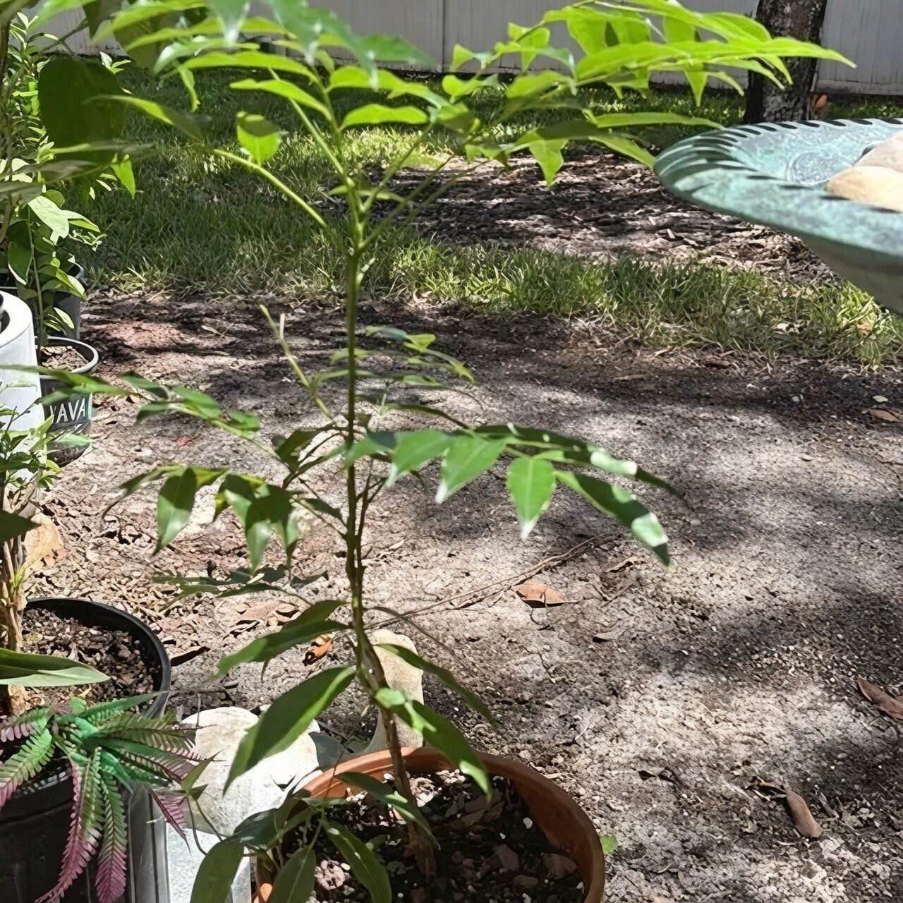 lucky bean plant root rot