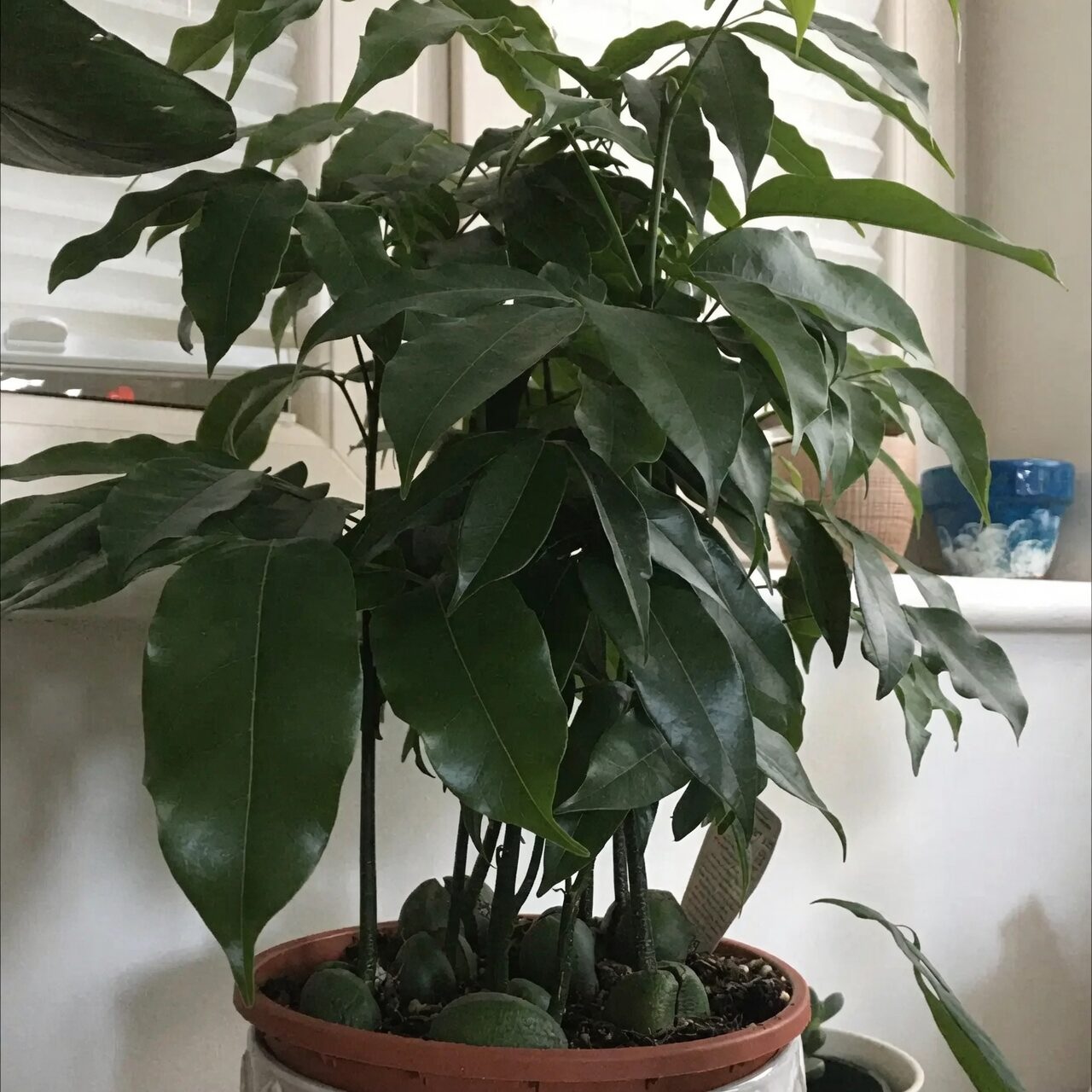 lucky bean plant east window