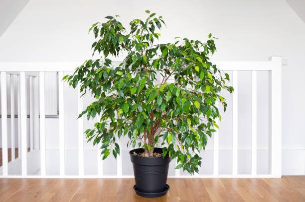 weeping fig watering can drainage