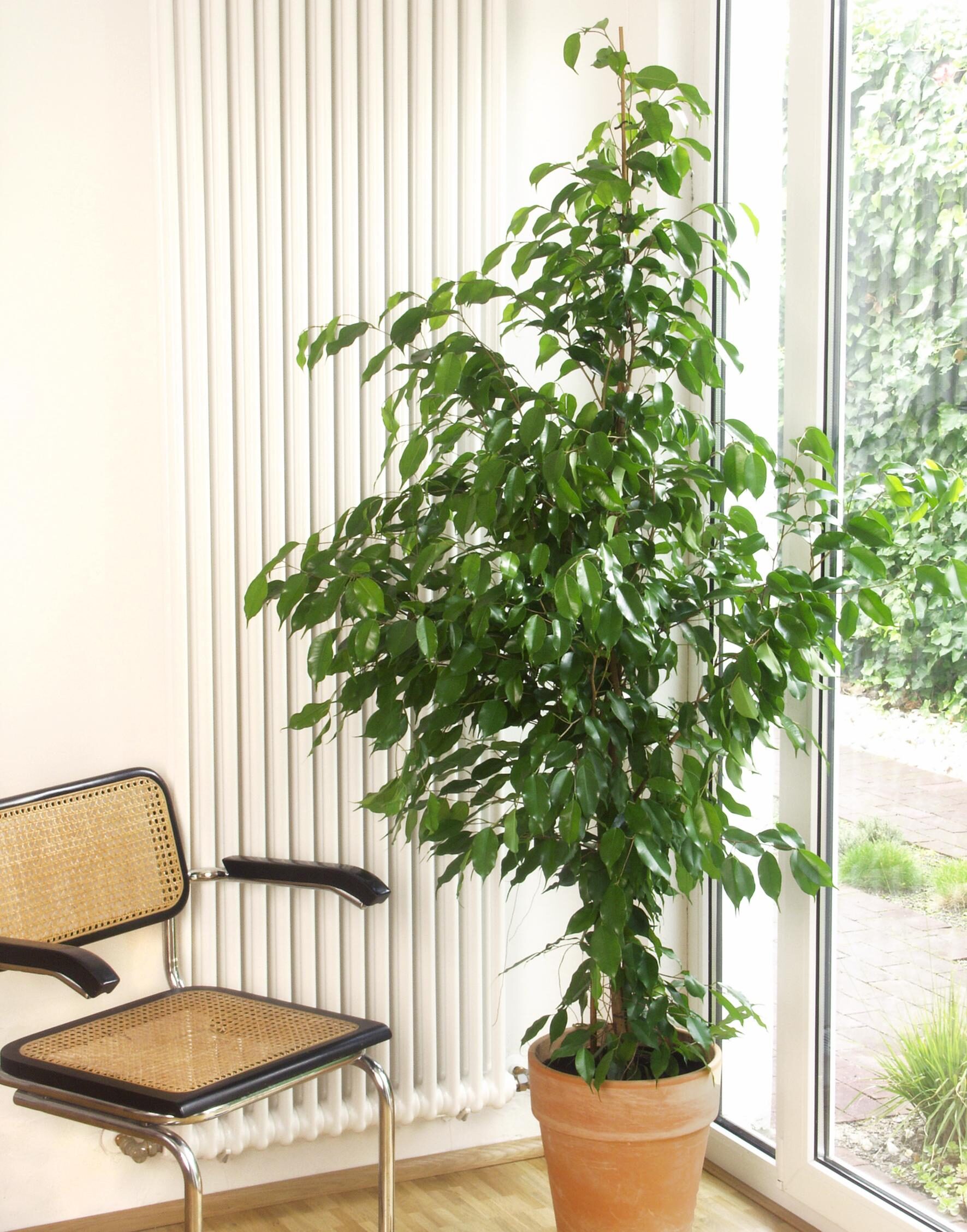 weeping fig south window winter light