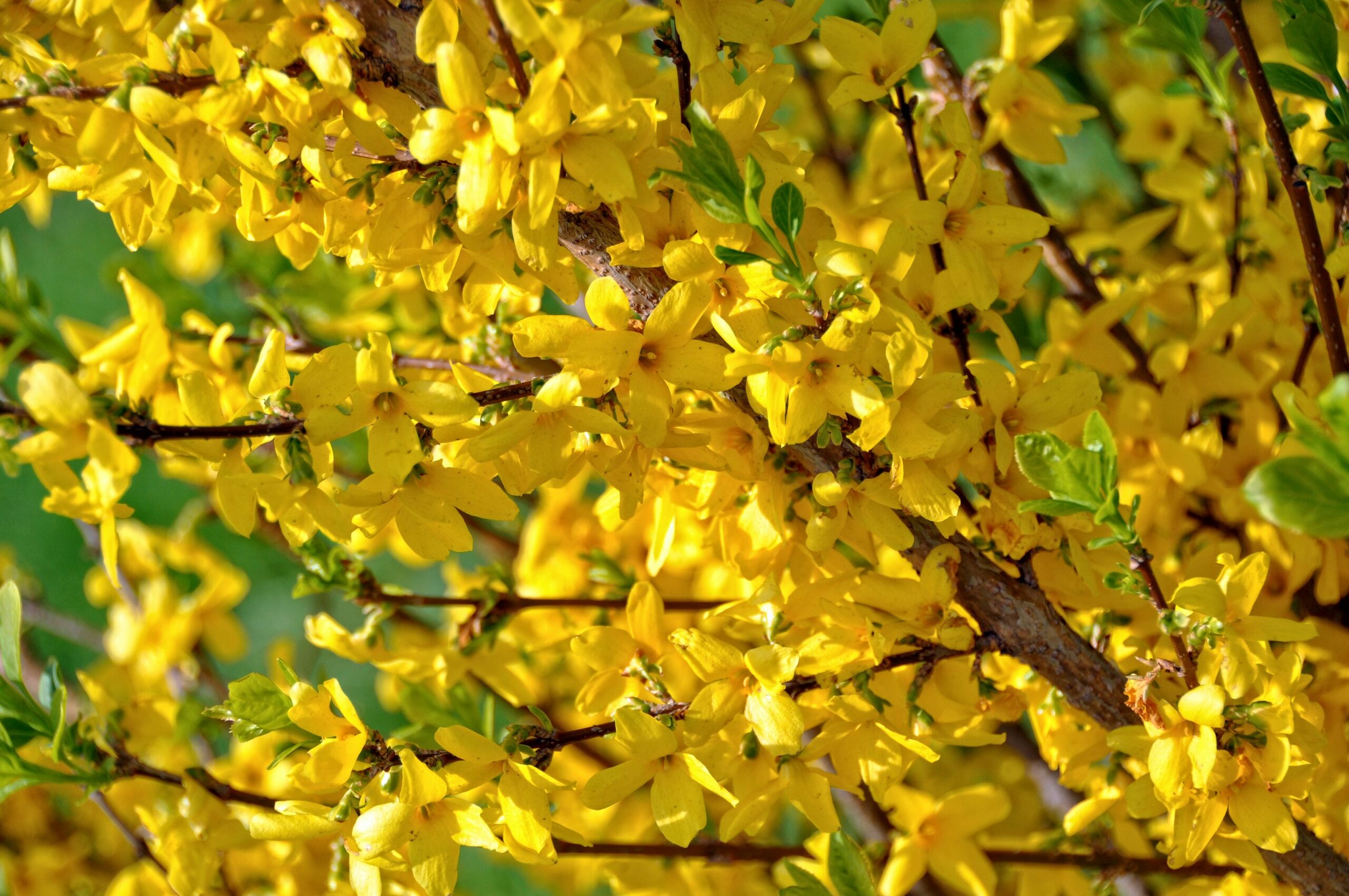 weeping fig yellow leaves close-up