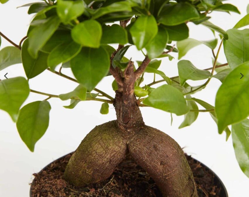 ficus microcarpa soil moisture check